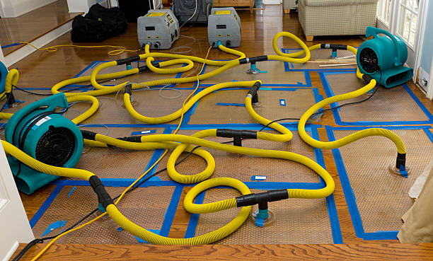 Professional Structural Drying And Dehumidification technician working in White Pine, TN